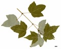 SpeciesSub: subsp. ningpoense